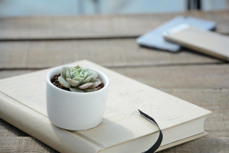 Plant Pot Gift